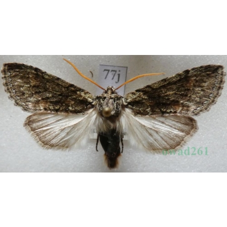 Polyploca ridens (Fabricius, 1787) Przestrożnica śmieszka Czech77j